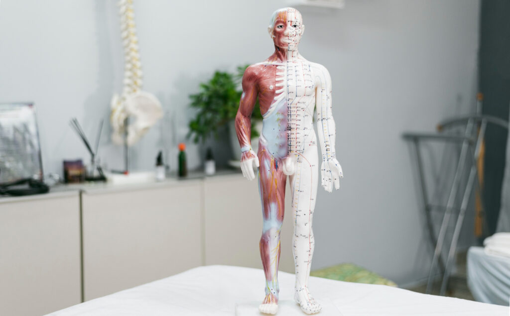 Anatomie : explorez les parties du corps commençant par f et leurs fonctions uniques