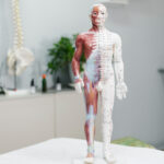Anatomie