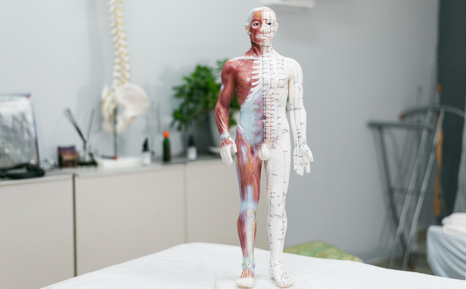 Anatomie