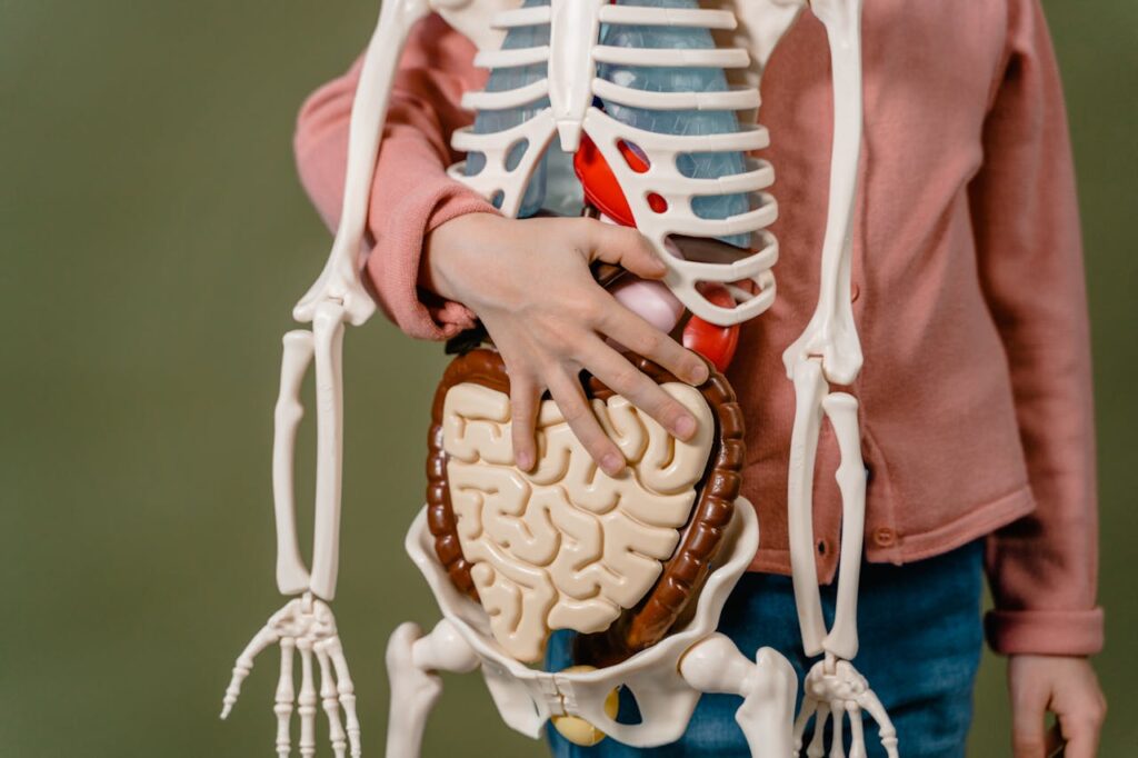 Exploration de l’anatomie : les parties du corps commençant par n