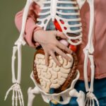 Exploration anatomie